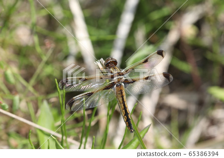 Bekko蜻蜓 65386394