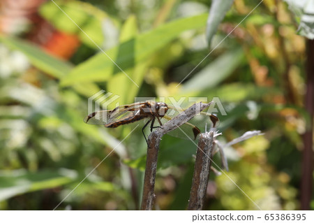 Bekko dragonfly Bekko dragonfly 65386395