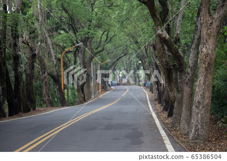 台灣旅遊-南投縣樹集綠色隧道 台灣旅遊-南投縣樹集綠色隧道 65386504