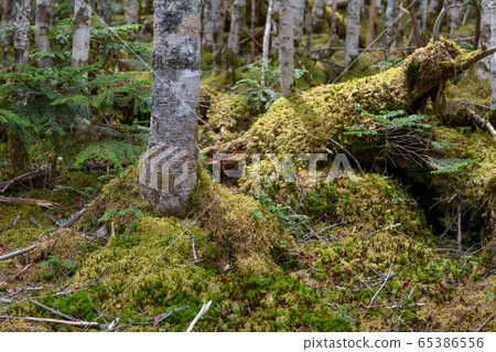 Forest of coniferous forest of Mt. Forest of coniferous forest of Mt. 65386556