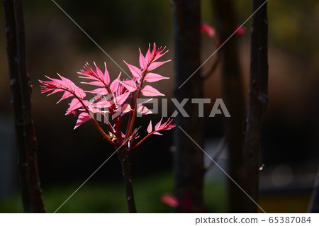 紅樹 紅樹 65387084