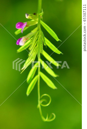 耙草藥 耙草藥 65387111