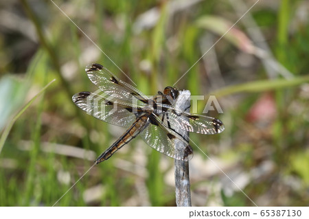 Bekko dragonfly 65387130