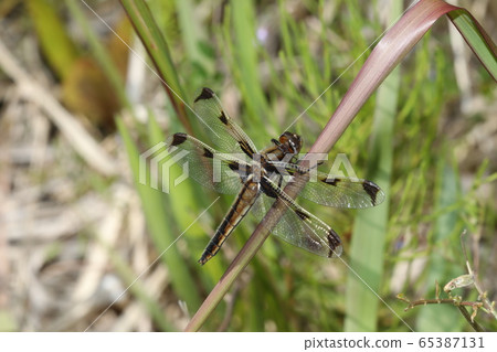 Bekko蜻蜓 65387131