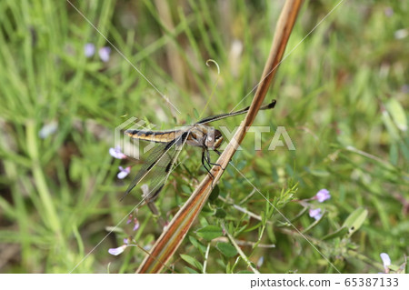 Bekko蜻蜓 65387133