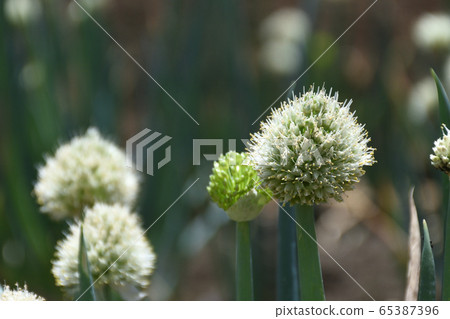 Green onion shaved 65387396