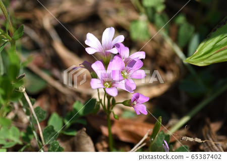 Murasaki Kabaki 65387402