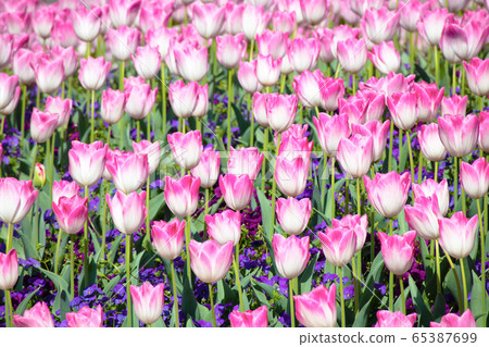 Pink tulip flower field Pink tulip flower field 65387699