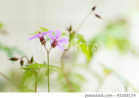 Himefuuro Himefuuro 65388154