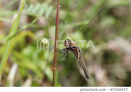 Bekko蜻蜓 Bekko蜻蜓 65388457