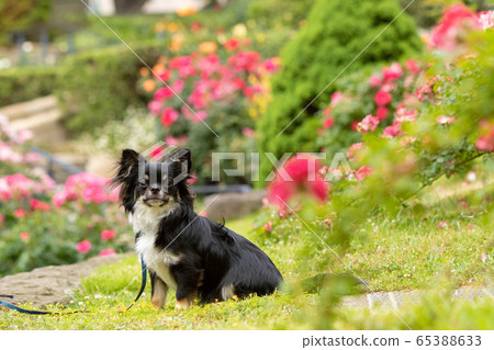 Long coat chihuahua Long coat chihuahua 65388633