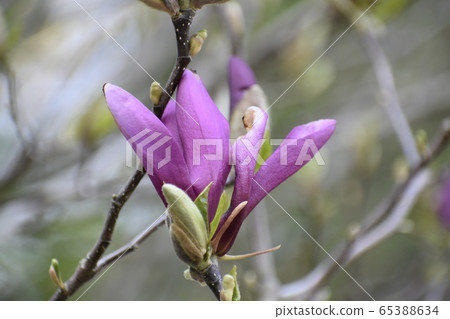 Magnolia flower Magnolia flower 65388634