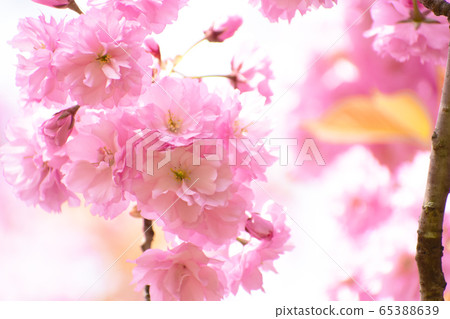 雙櫻花 雙櫻花 65388639