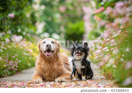 奇瓦瓦州和金毛尋回犬 65388643