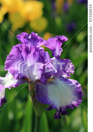 Iris Iris 65388654