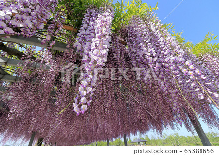  紫藤花 65388656