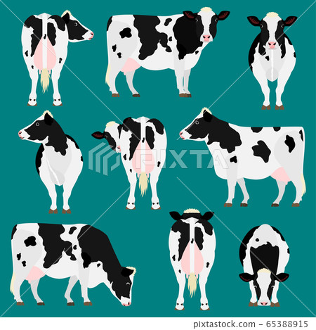 Holstein Beef Pose Set 65388915