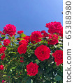 鮮花和天空 65388980