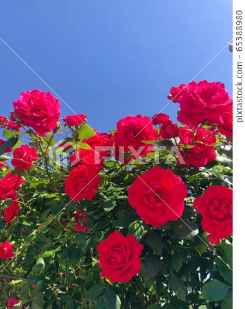鮮花和天空 鮮花和天空 65388980