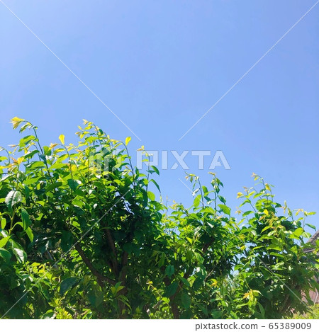 藍色春天 65389009