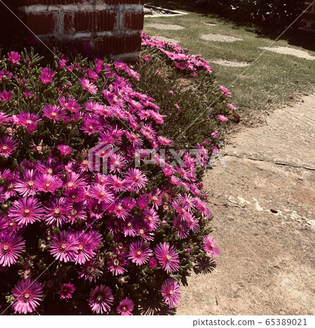 花路 花路 65389021