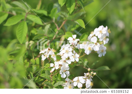 野薔薇 野薔薇 65389152