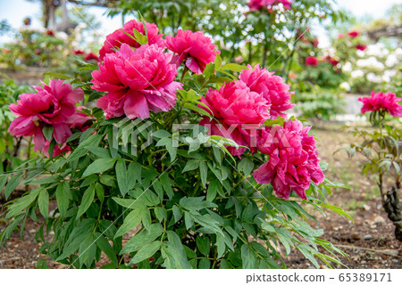 Mie Prefecture Inabe City Agricultural Park Botan Garden Dark pink peony 65389171