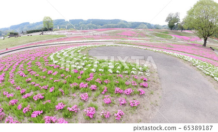 Moss phlox 1 65389187