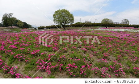 Moss phlox 3 65389189