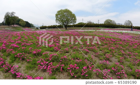 Shibazakura 4 65389190