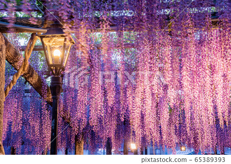 Aichi Prefecture Tsushima Fujitana Light Up 65389393