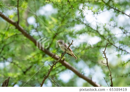 紅頭知更鳥棲息在樹枝上 65389419