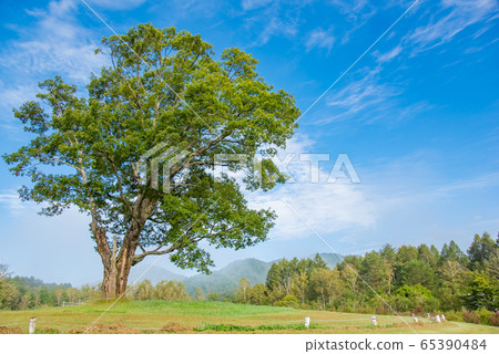 長野縣甲田市高原木曾馬村朝霧中的一棵樹 長野縣甲田市高原木曾馬村朝霧中的一棵樹 65390484