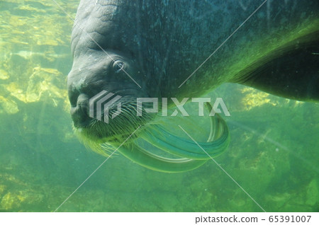 Face of walrus swimming Face of walrus swimming 65391007