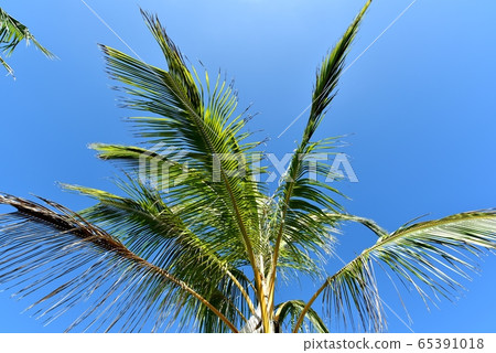 Holidays in Hawaii Holidays in Hawaii 65391018