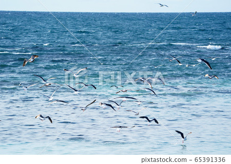 "Tomazen Town", a collection of seagulls that gather the "gunki" that dye the sea white 65391336