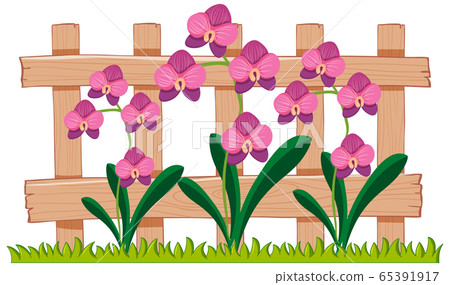 Many orchid flowers in the garden Many orchid flowers in the garden 65391917