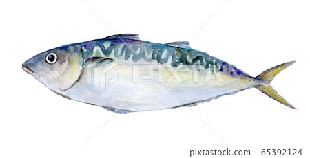 Watercolor illustration seafood fish seafood mackerel 65392124