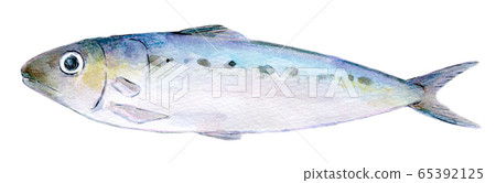 Watercolor illustration seafood fish seafood sardines 65392125