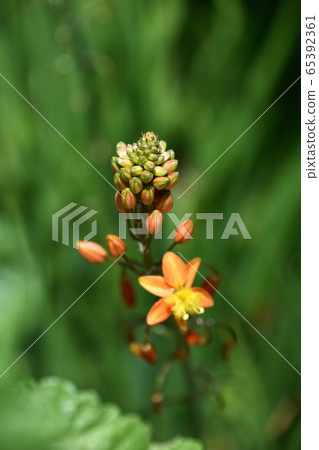 Flower aloe bud 65392361