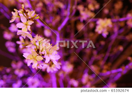 Sakura night light up Sakura night light up 65392674