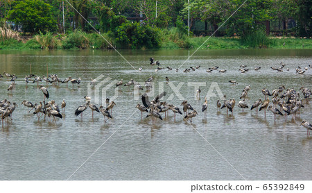 Asian openbill, Anastomus oscitans Asian openbill, Anastomus oscitans 65392849