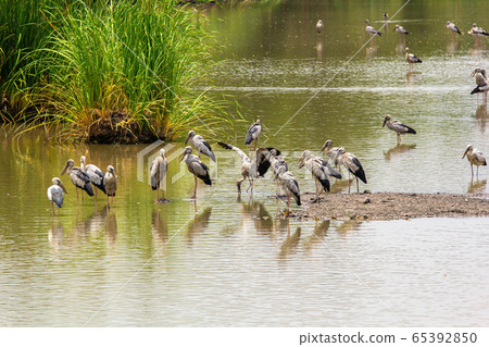 Asian openbill, Anastomus oscitans 65392850
