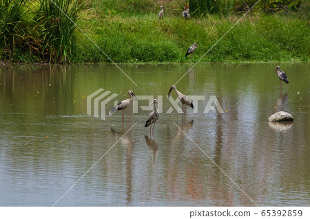 Asian openbill, Anastomus oscitans Asian openbill, Anastomus oscitans 65392859