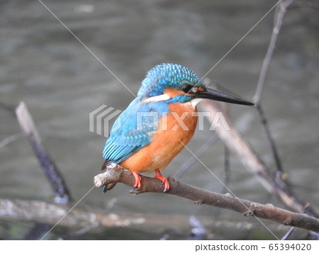 Kingfisher 65394020