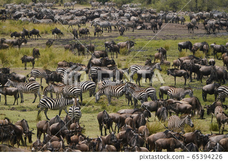 Wildebeest and zebra 65394226