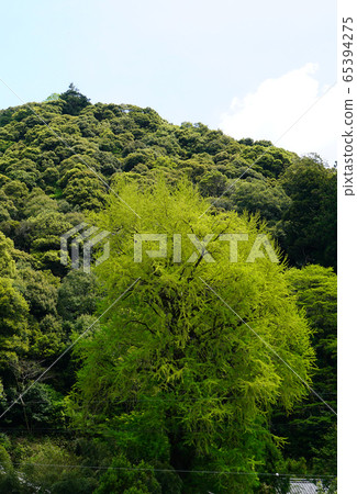 Hase Valley Botan Nara Prefecture 65394275
