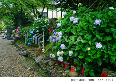 Yataji Hydrangea Nara Prefecture 65395705