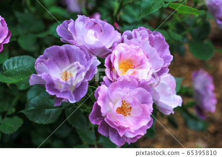 Roses in May Roses in May 65395810