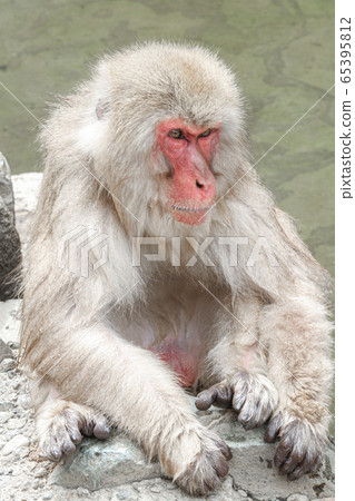 Japanese macaque Japanese macaque 65395812